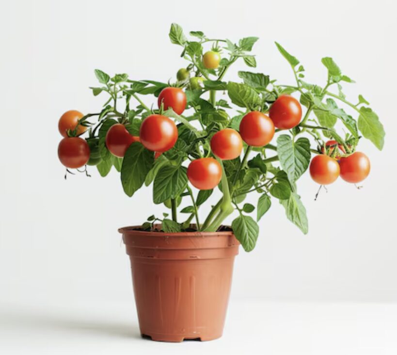 Vazoninių pomidorų auginimo rekomendacijos