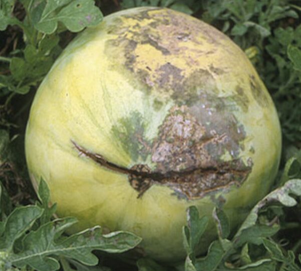 Arbūzų ir melionų ligos