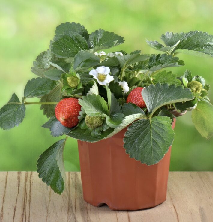 Vazoninių braškių tręšimas