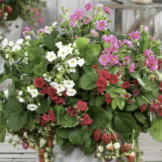 Remontantinių braškių daigai