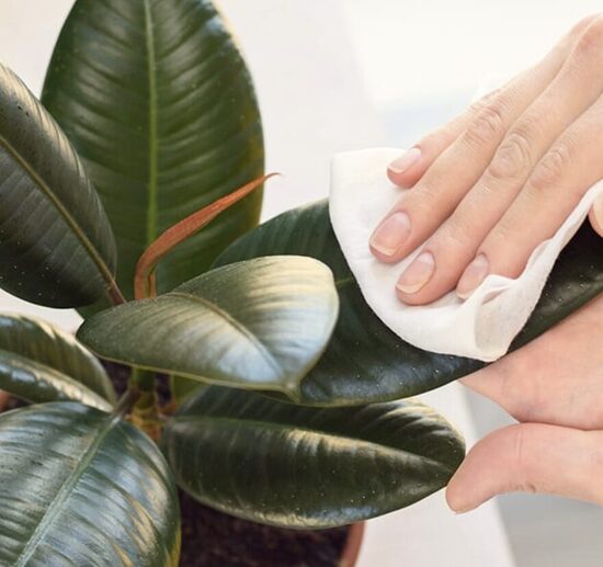 Augalų apsauga / kontrolė / priežiūra