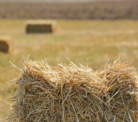 Augalų apsauga ir mulčias