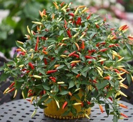 PAPRIKOS (5-10 L vazonams)