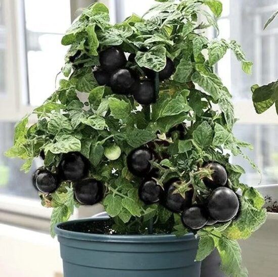 Pomidorų daigai BLAUE ZIMMERTOMATE – vazoniniai. Įšaknydinti nuolatiniame 5 litrų talpos auginimo vazone