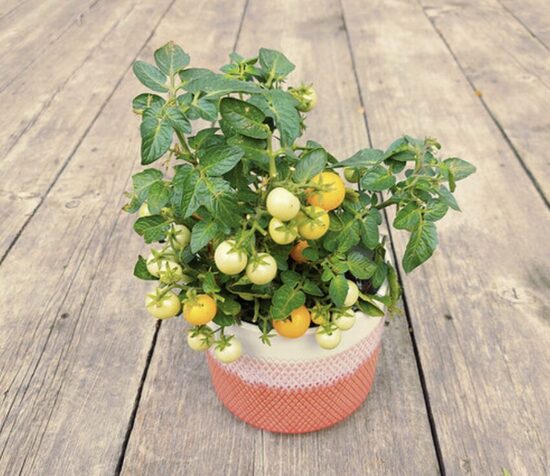 Pomidorų daigai HAHMS GELBE TOPFTOMATE – vazoniniai. Įšaknydinti nuolatiniame 5 litrų talpos auginimo vazone