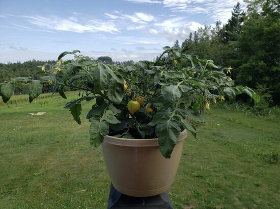 Pomidorų daigai LIL PEEPS – vazoniniai