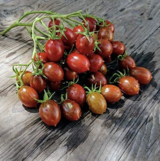 Pomidorų daigas MARCHEN GRANAT (vyšniniai) (aukštaūgis)