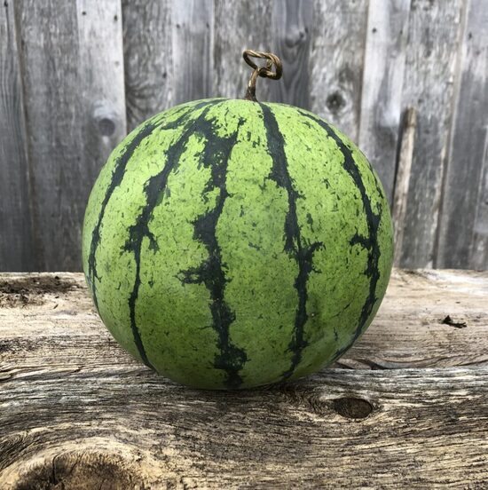 Arbūzų daigai ROSARIO