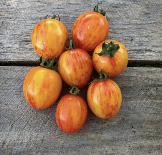 Pomidorų daigai SUNRISE BUMBLEBEE – vyšniniai, aukštaūgiai, ankstyvi