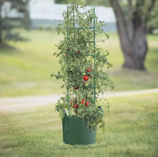 POMIDORAI (10-25 L vazonams)