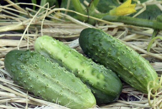 Agurkų daigai OCTOPUS