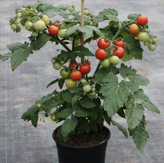 Pomidorų daigai BALKONZAUBER – vazoniniai. Įšaknydinti nuolatiniame 5 litrų talpos auginimo vazone