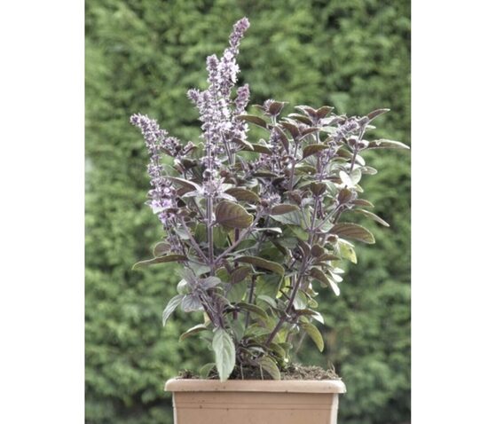 BAZILIKAI (3-5 L vazonams, loviams)