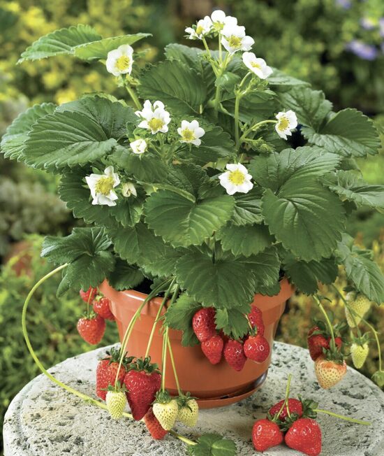 Remontantinių braškių daigai BELTRAN