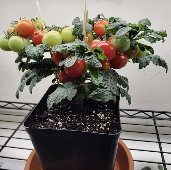 Pomidorų daigai BIRDIE ROUGE – vazoniniai. Įšaknydinti nuolatiniame 5 litrų talpos auginimo vazone