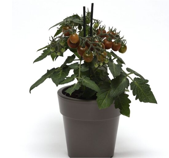 Pomidorų daigai DARK MICRO DWARF – vazoniniai. Įšaknydinti nuolatiniame 5 litrų talpos auginimo vazone