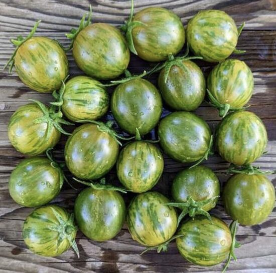 Pomidorų daigas ARTISAN GREEN BUMBLEBEE