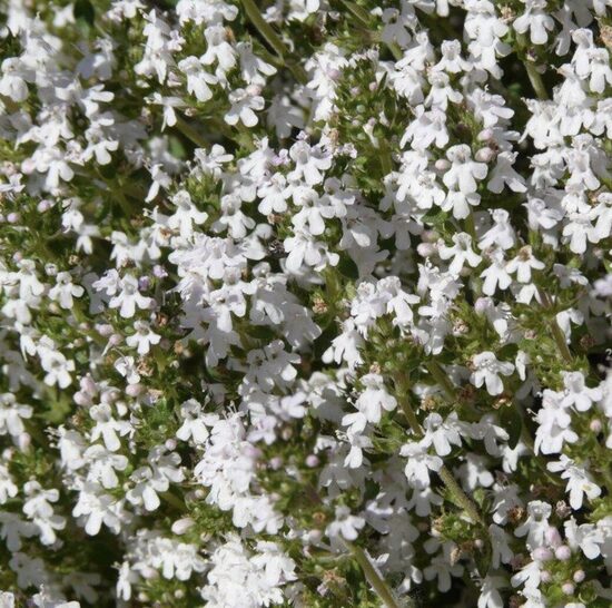 APELSININIO čiobrelio daigai