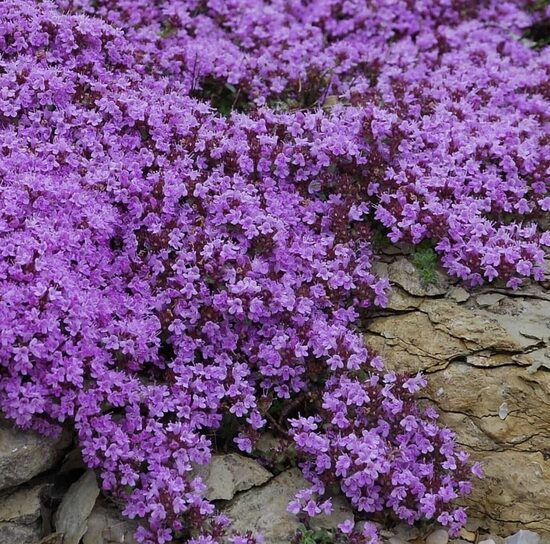 ŠLIAUŽIANČIOJO čiobrelio daigai