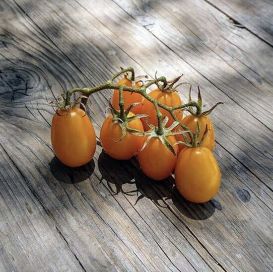 Pomidorų daigai CORINA – vyšniniai, aukštaūgiai, ankstyvi