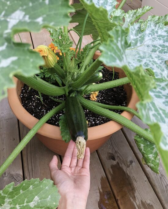 Cukinijų daigai PATIO STAR – krūminės, vozoninės