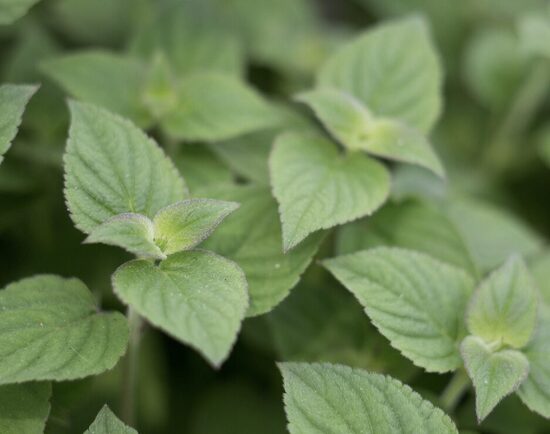 Mėtų daigai GREIPFRUTINĖS