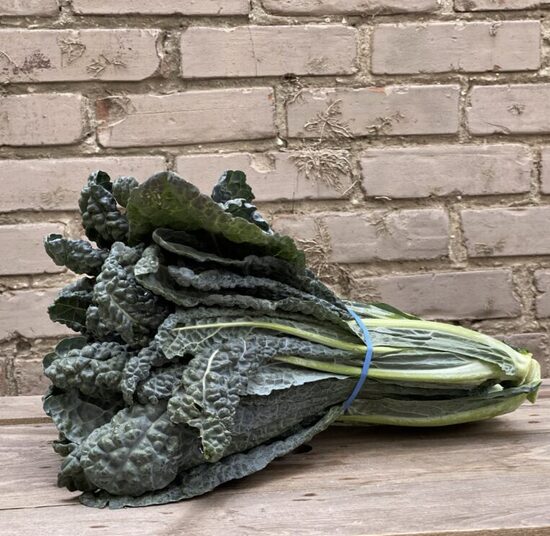 Kopūstų daigai KALE