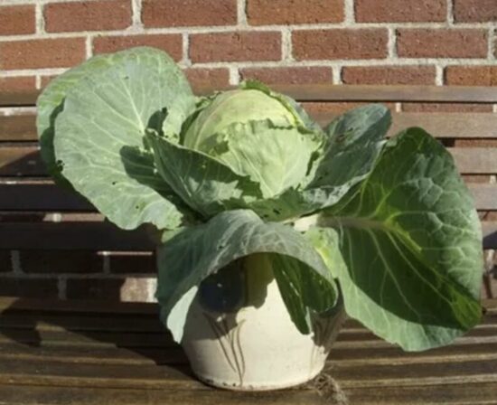 Kopūstų daigai MINICA – vazoniniai