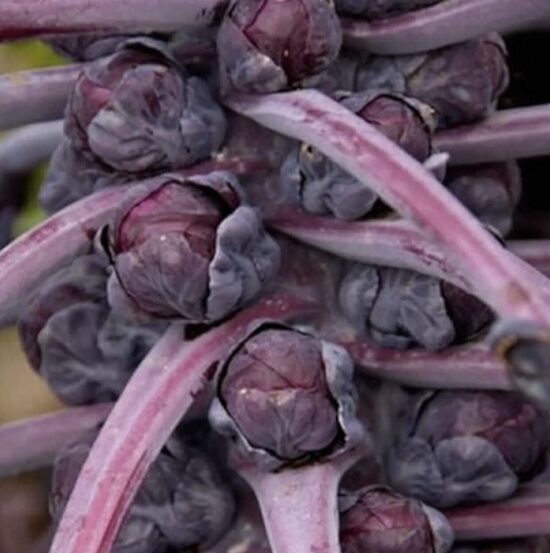 Kopūstų daigai BRIUSELIO raudonųjų