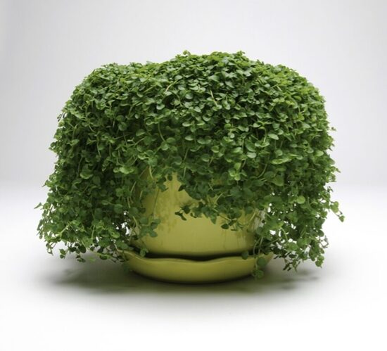 Mėtų daigai KORSIKA