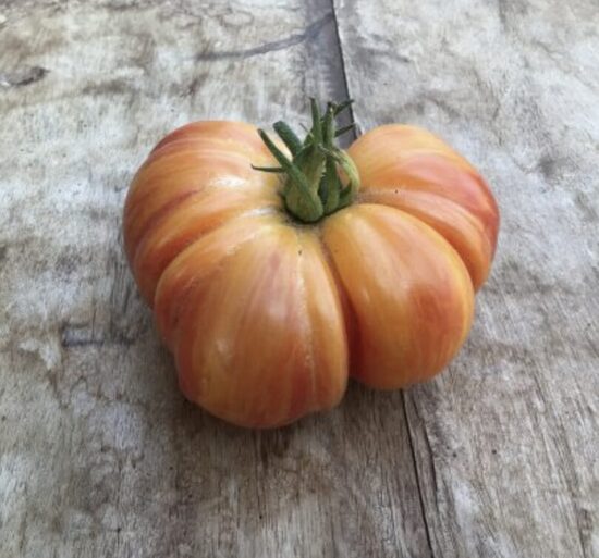 Pomidorų daigaI KOZULA 136 – mėsingas, vidutinio aukščio, vidutiniškai ankstyvi