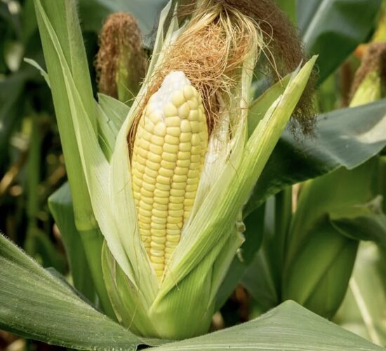 Kukurūzų daigai – ypač saldūs