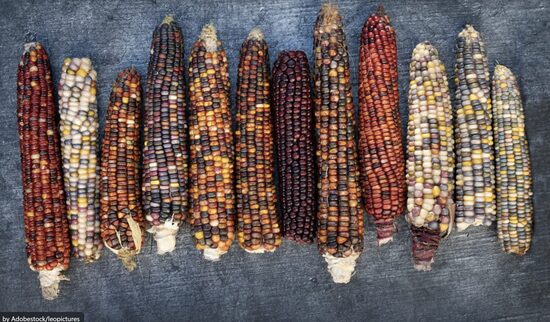 Kukurūzų daigas FESTIVITY