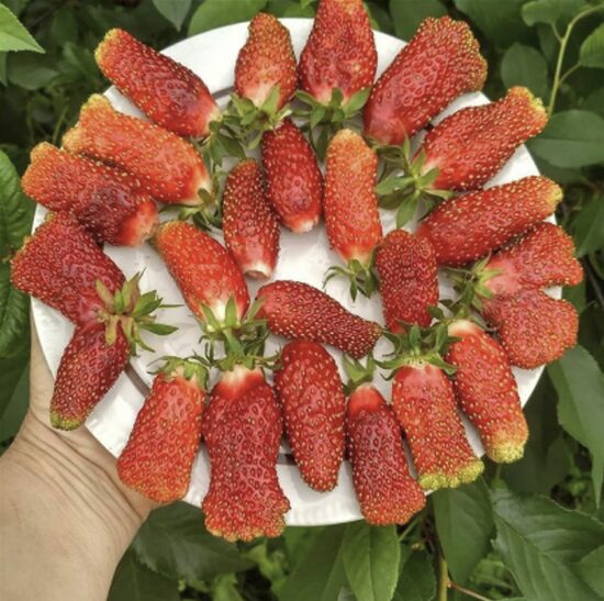 Žembraškių daigai KUPČICHA