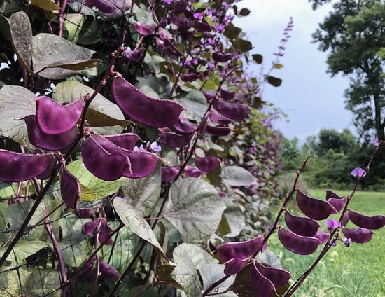 Pupelių LAB LAB daigas