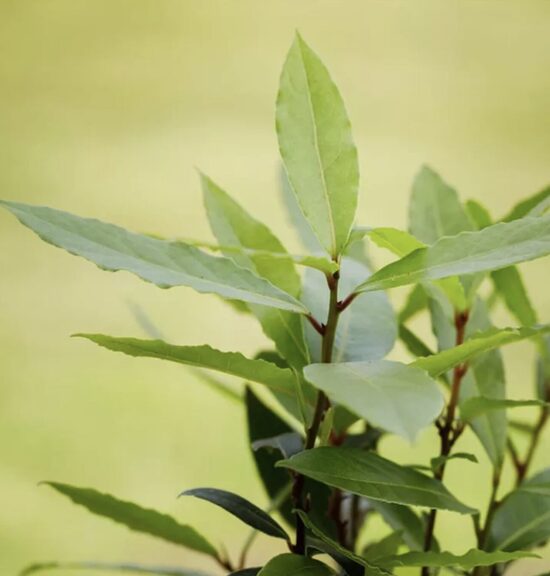 Lauro daigai – Lauramedis