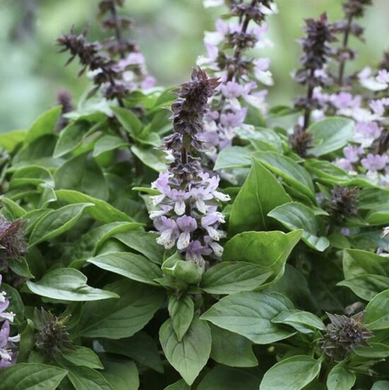 Baziliko daigai SPIRES LEVANDER