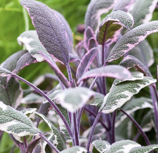 Šalavijo daigai MARGALAPIO