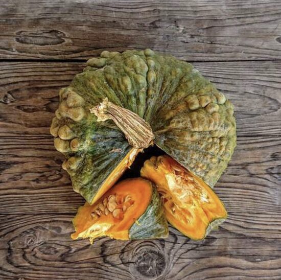 Moliūgų daigai MARINA DI CHIOGGIA