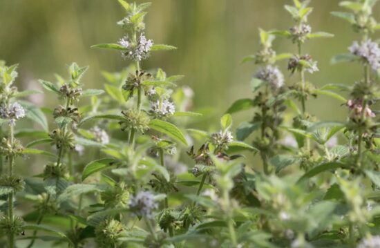 MIŠKINIŲ mėtų daigai