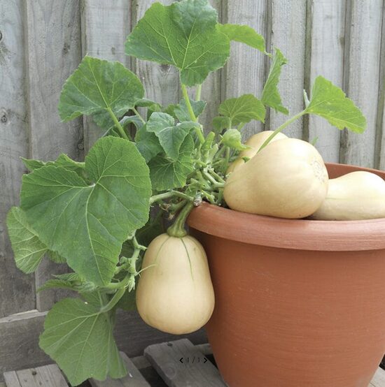 Moliūgų daigas BUTTERBUSH (vazoninis)