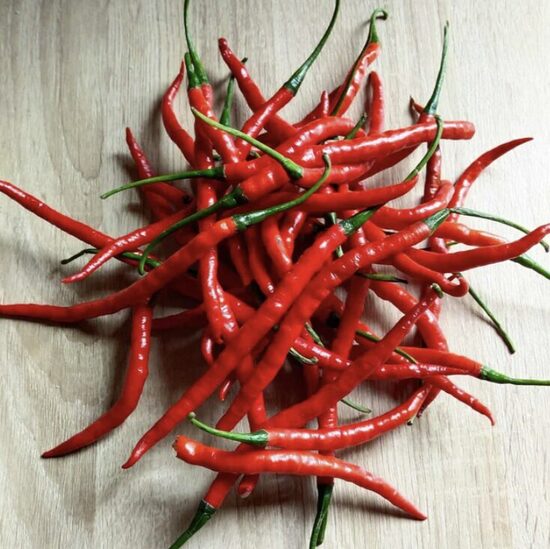 Paprikų daigai CAYENNE – aitrios