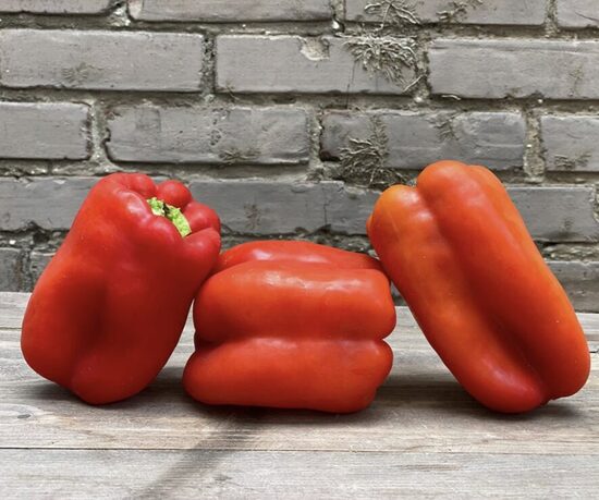 Paprikų daigas ROBERTINA (saldžios) (raudonos)
