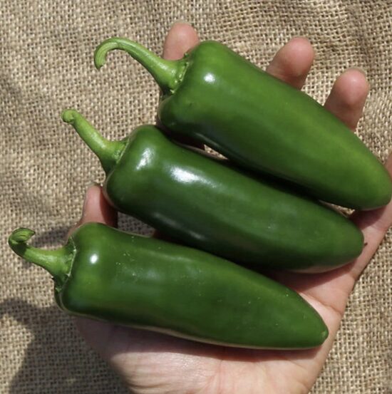 Paprikų daigai JALAPENAS – aitrios