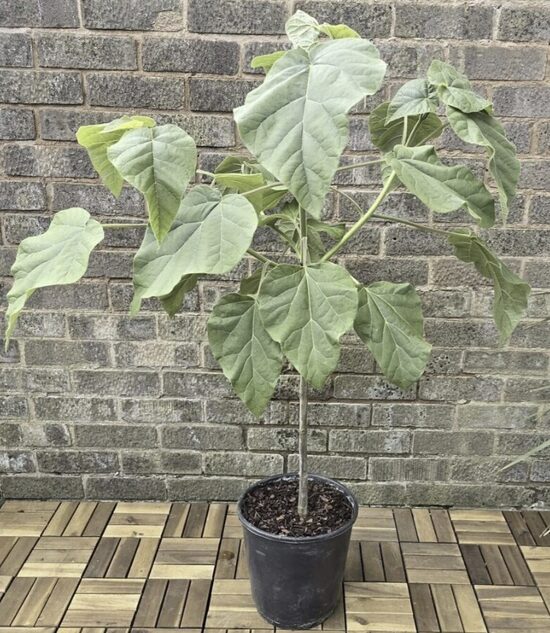 Paulovnijos daigai HIBRID 9503 – dauginta vegetatyviniu būdu