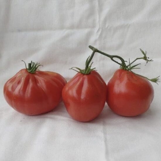 Pomidorų daigai RED PEAR – mėsingi, aukštaūgiai, vidutiniškai ankstyvi