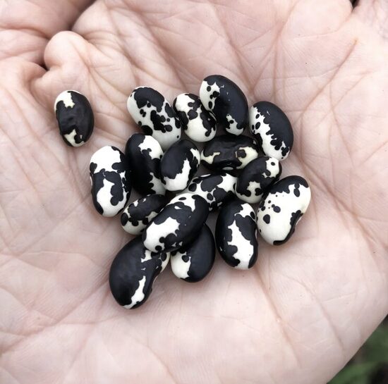 Pupelių daigai YIN YANG