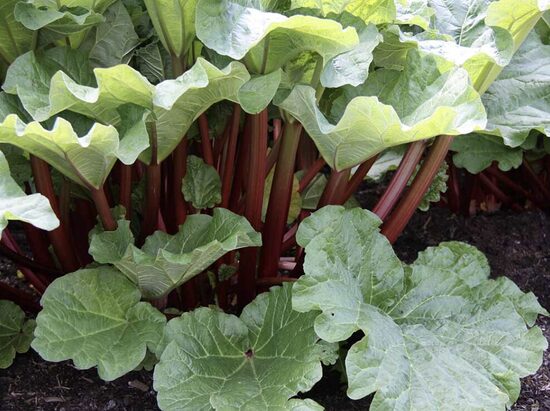 Rabarbarų daigas (dauginta vegetatyviniu būdu)