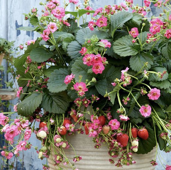 Remontantinių braškių daigai ROMAN – 3 litrų talpos pakabinamas vazonas su vienu įsišaknijusiu braškių daigu