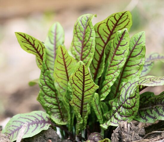 Rūgštynių daigai RAUSVOSIOS